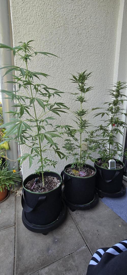 Original Cheese Auto FastBuds. Week 8