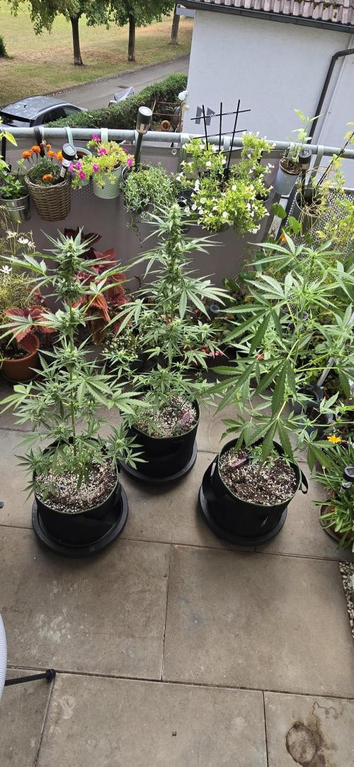Original Cheese Auto FastBuds. Week 8