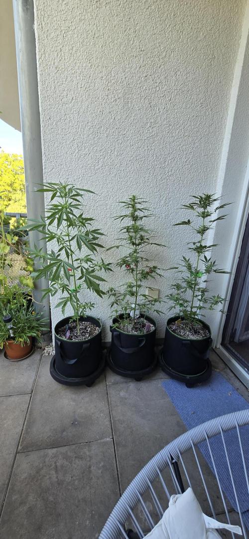 Original Cheese Auto FastBuds. Week 8