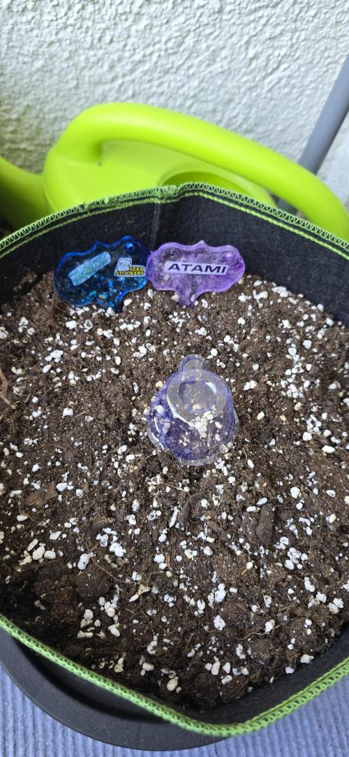 Terp and Tonic Auto Seedstockers. Week 0