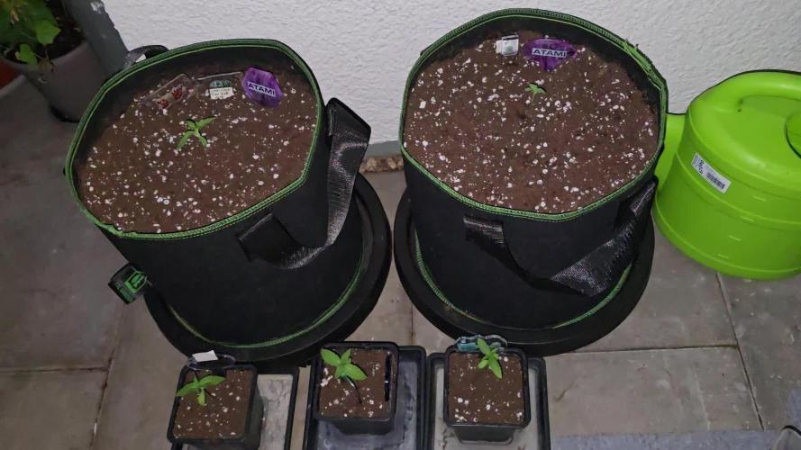 Terp and Tonic Auto. Week 0