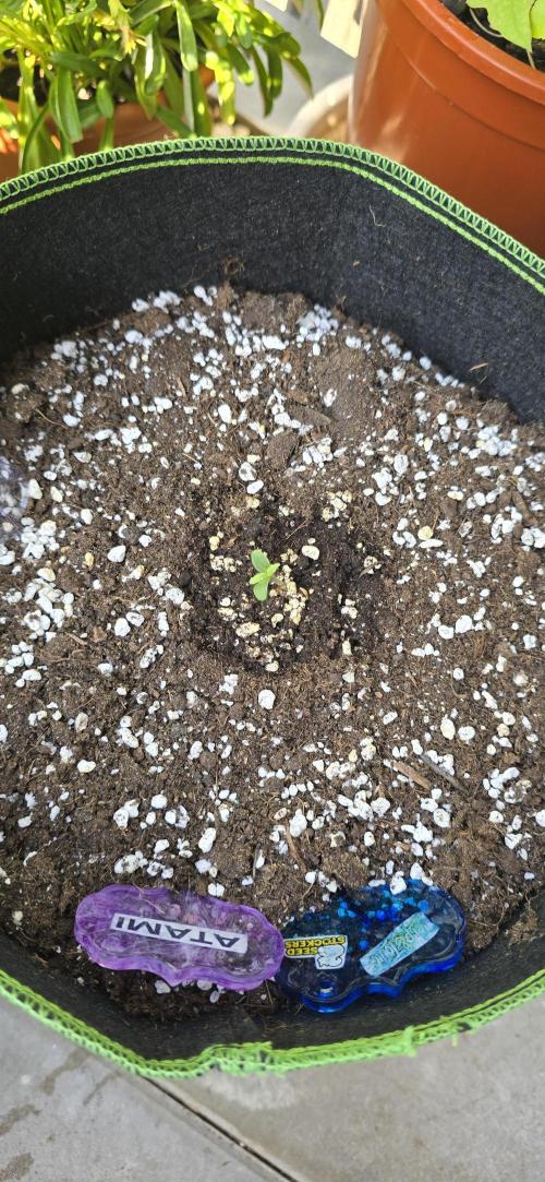 Terp and Tonic Auto Seedstockers. Week 1
