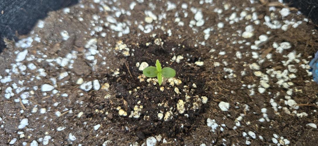 Terp and Tonic Auto Seedstockers. Week 1