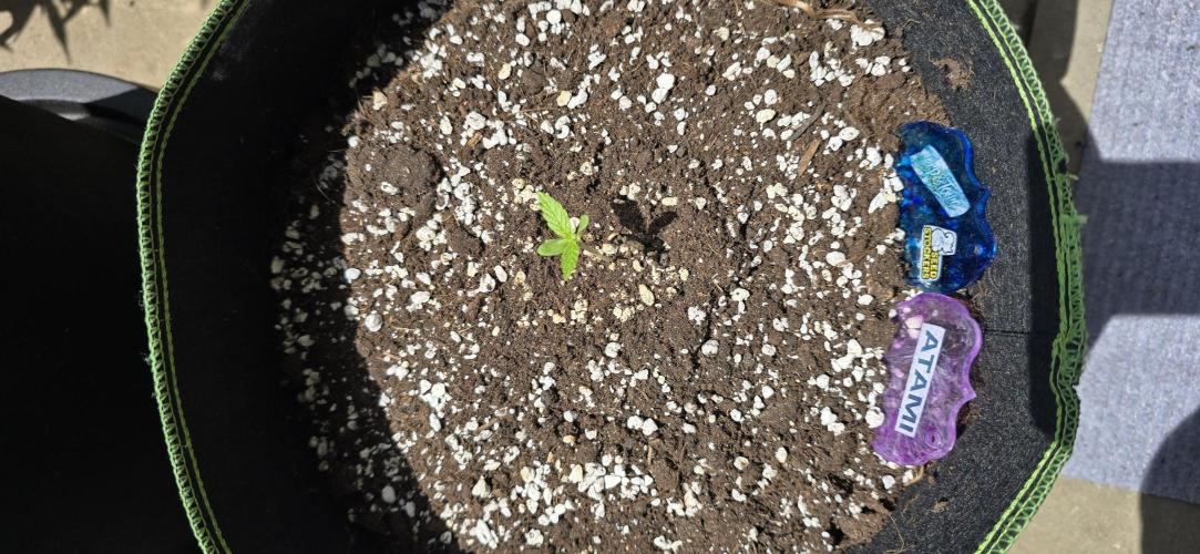 Terp and Tonic Auto Seedstockers. Week 1