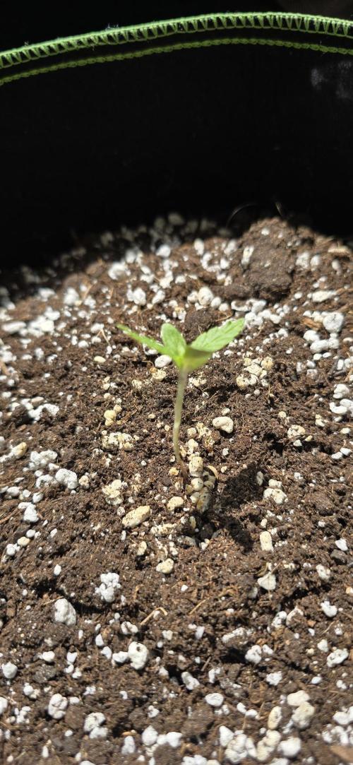 Terp and Tonic Auto Seedstockers. Week 1