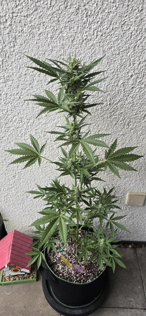Original Cheese Auto FastBuds. Week 9