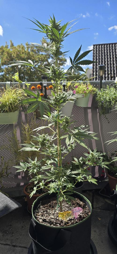 Original Cheese Auto FastBuds. Week 9