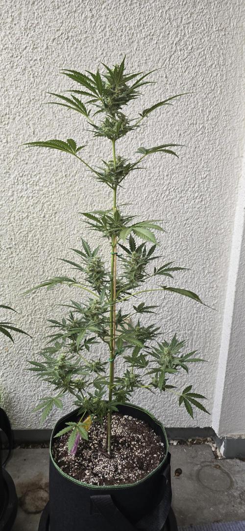 Original Cheese Auto FastBuds. Week 9