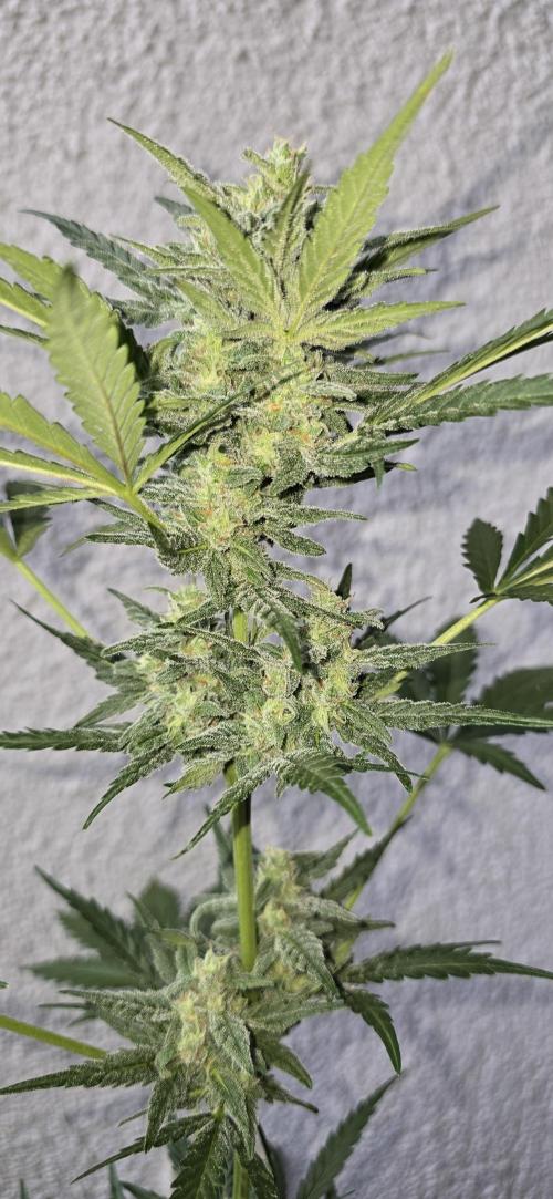 Original Cheese Auto FastBuds. Week 9