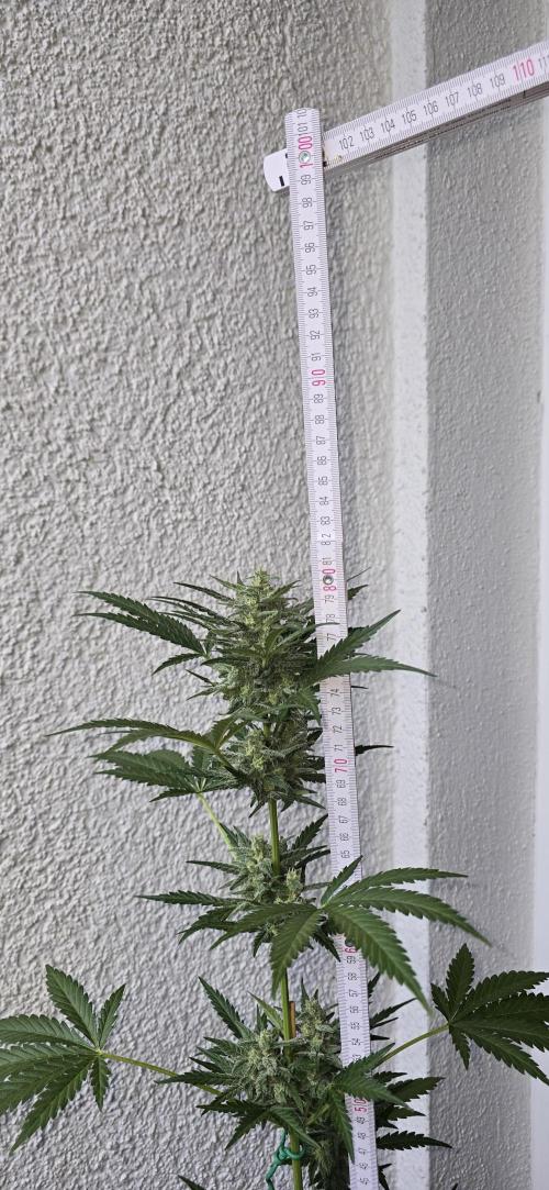 Original Cheese Auto FastBuds. Week 9