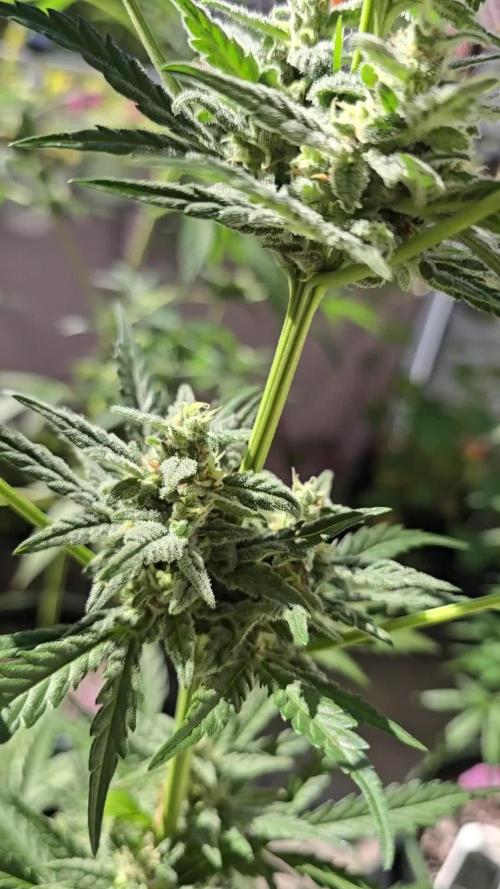 Cheese Auto. Week 9