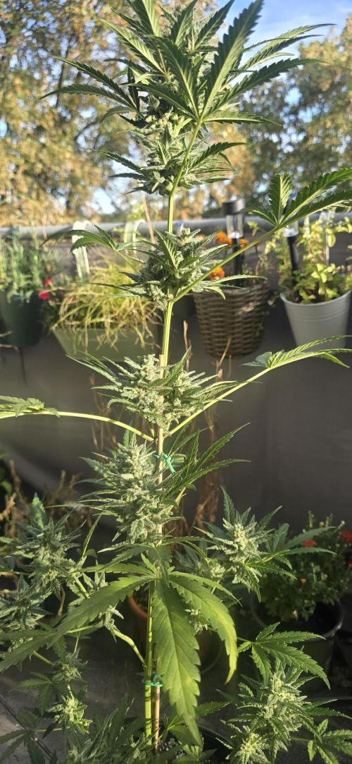 Original Cheese Auto FastBuds. Week 10