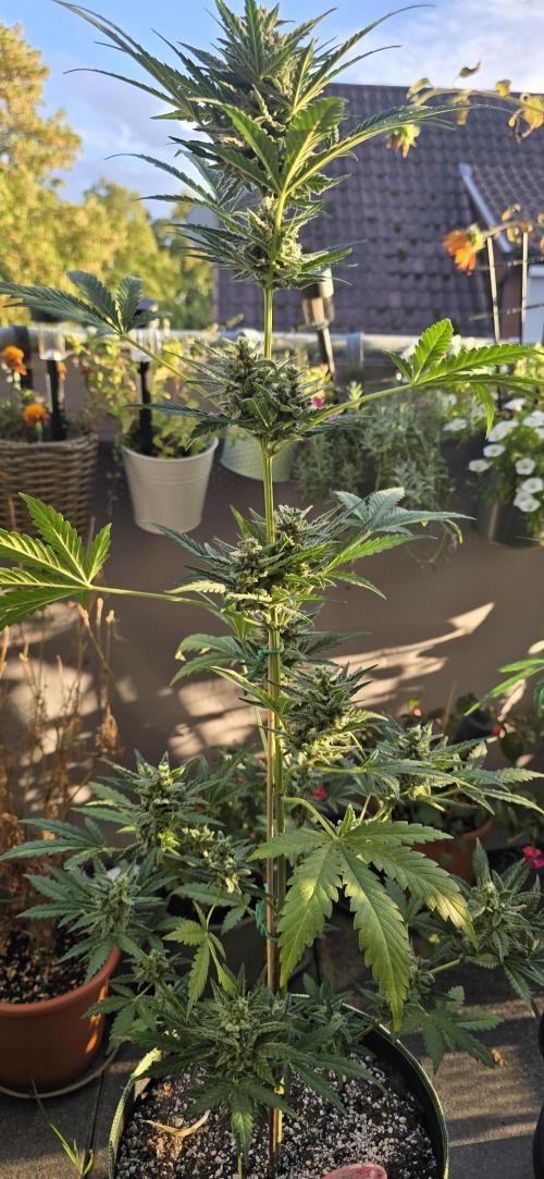 Original Cheese Auto FastBuds. Week 10