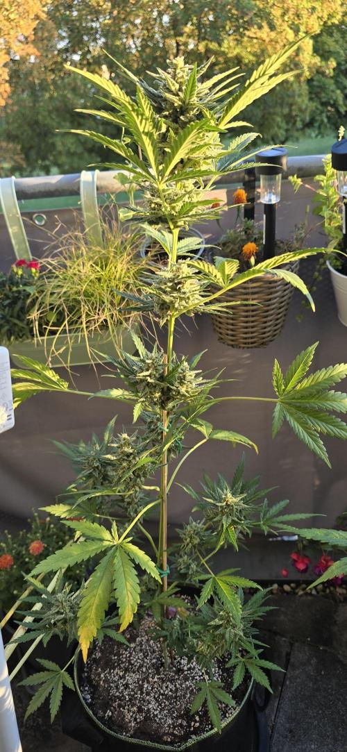 Original Cheese Auto FastBuds. Week 10
