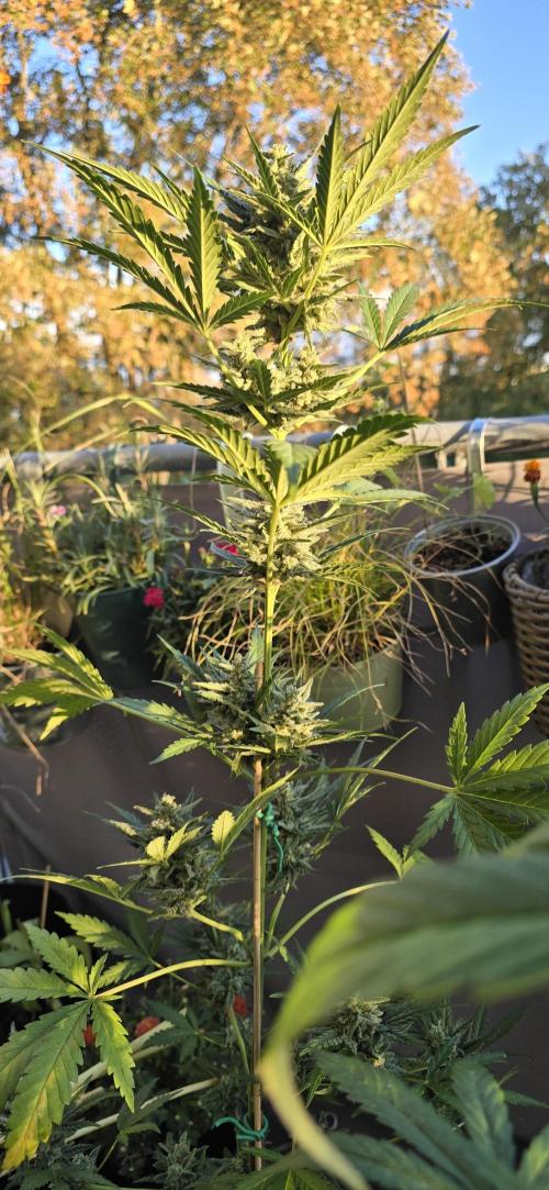 Original Cheese Auto FastBuds. Week 10