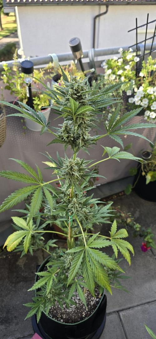 Original Cheese Auto FastBuds. Week 11
