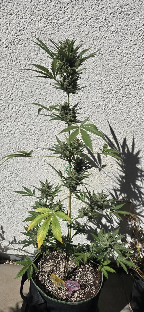 Original Cheese Auto FastBuds. Week 11