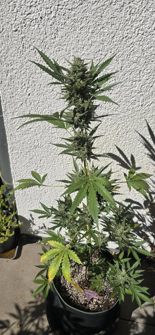 Original Cheese Auto FastBuds. Week 11
