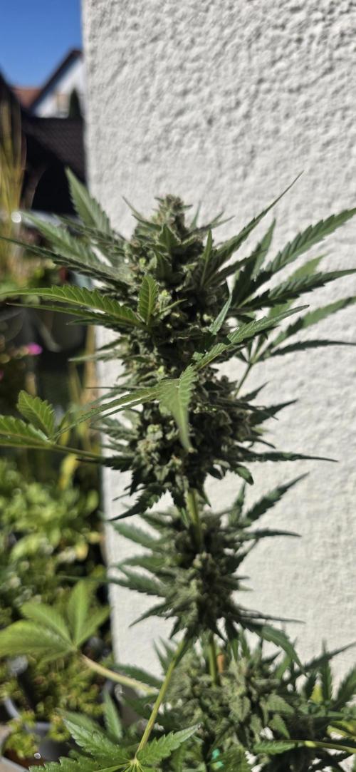 Original Cheese Auto FastBuds. Week 11