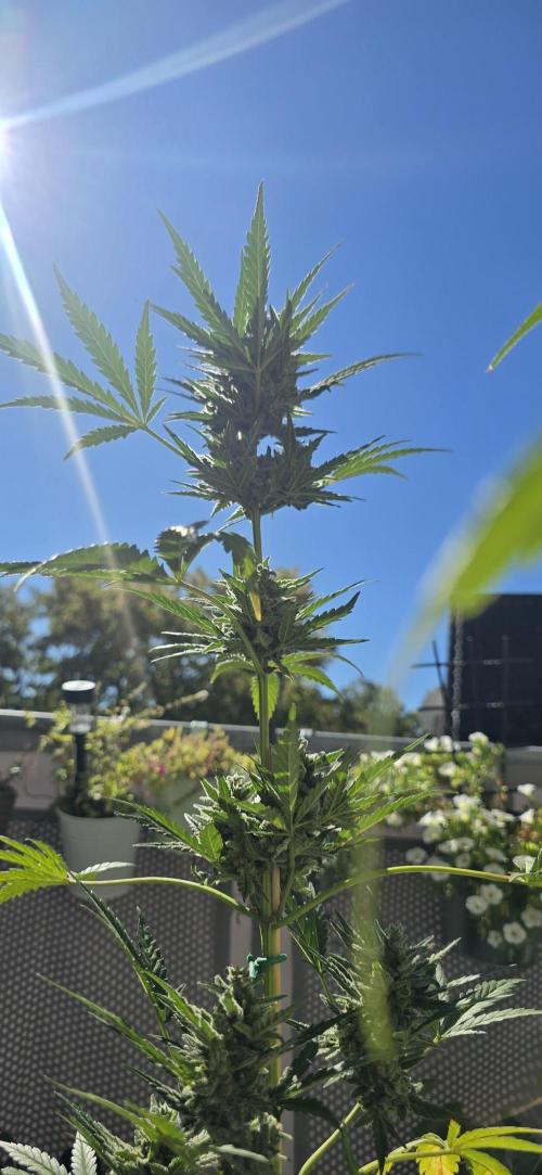 Original Cheese Auto FastBuds. Week 11
