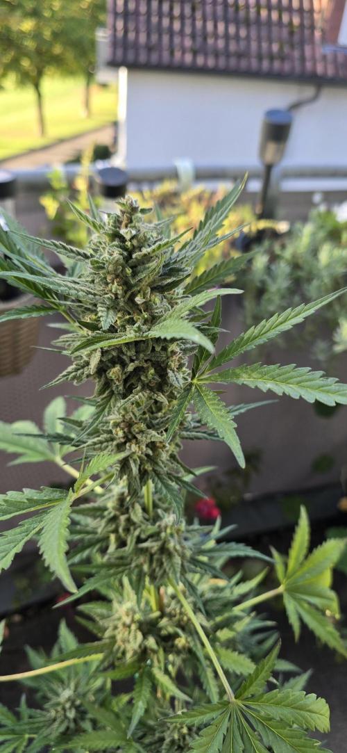 Original Cheese Auto FastBuds. Week 11