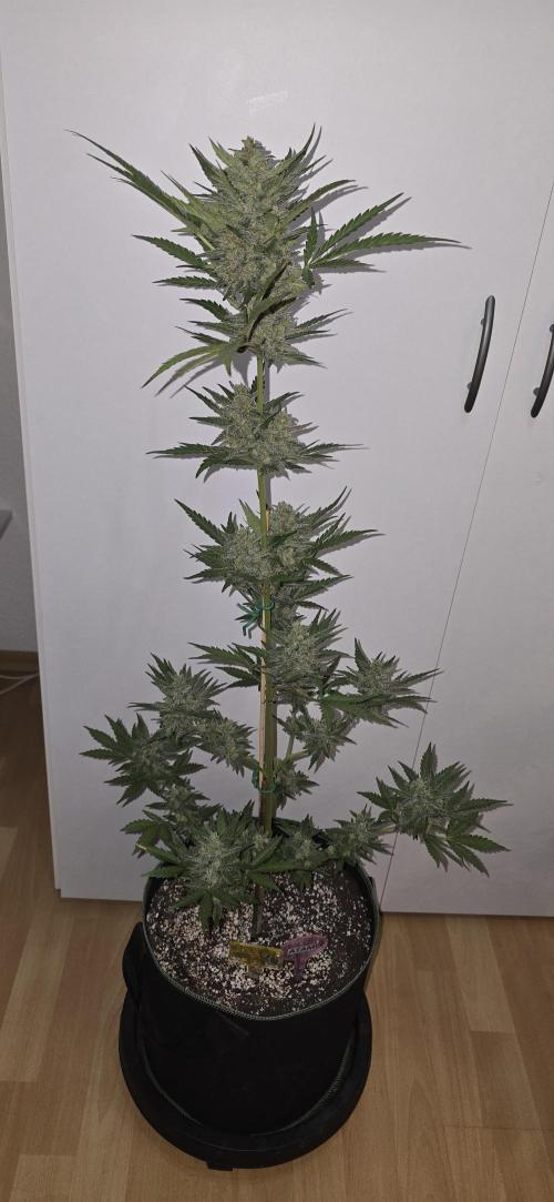 Original Cheese Auto FastBuds. Week 11