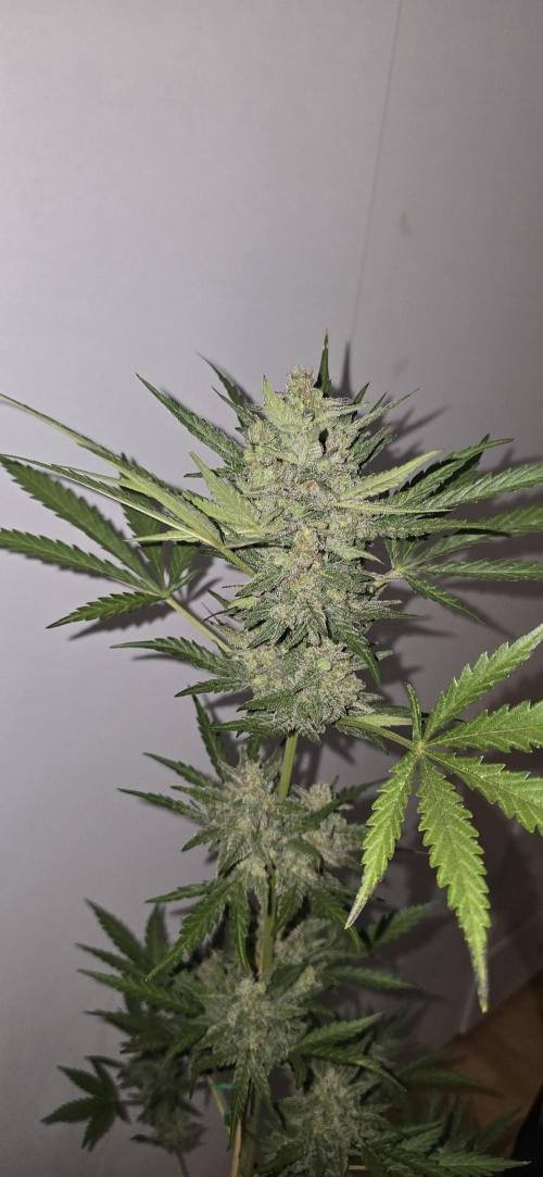 Original Cheese Auto FastBuds. Week 11