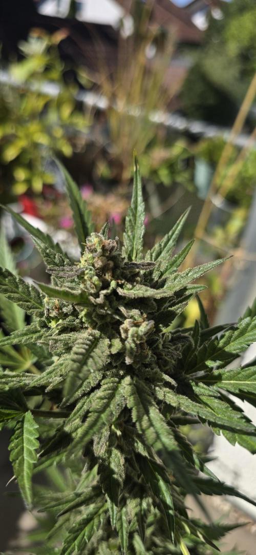 Original Cheese Auto FastBuds. Week 11