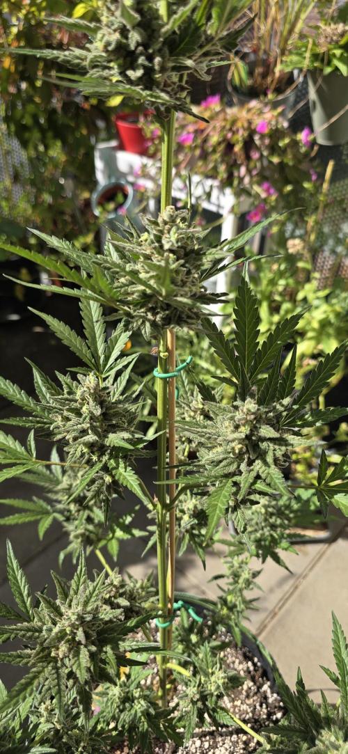 Original Cheese Auto FastBuds. Week 11