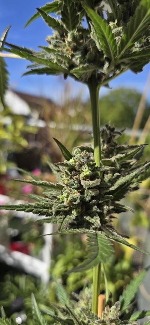 Original Cheese Auto FastBuds. Week 11