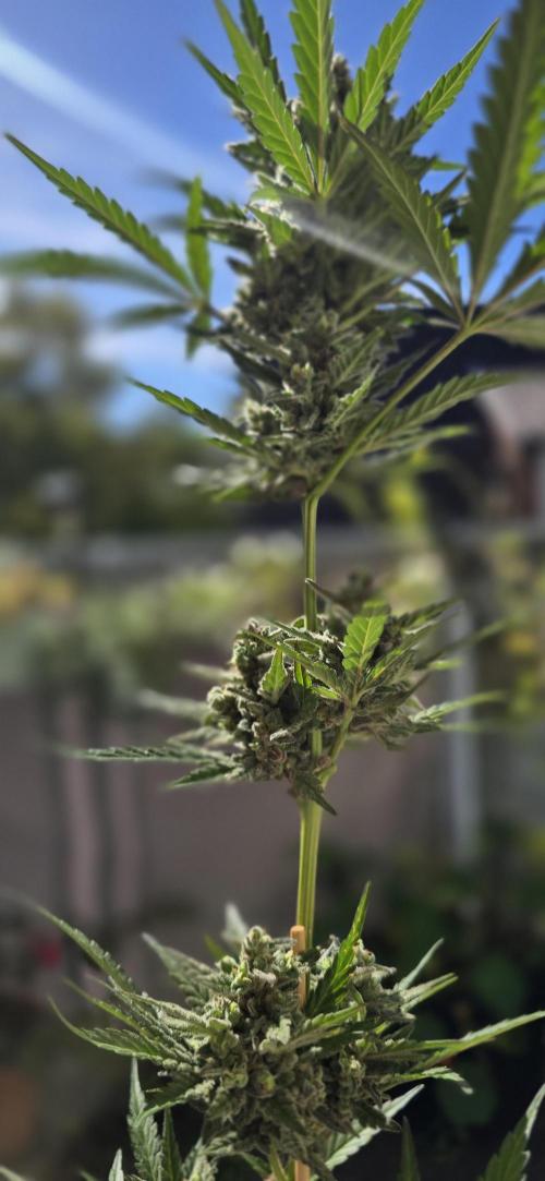 Original Cheese Auto FastBuds. Week 11