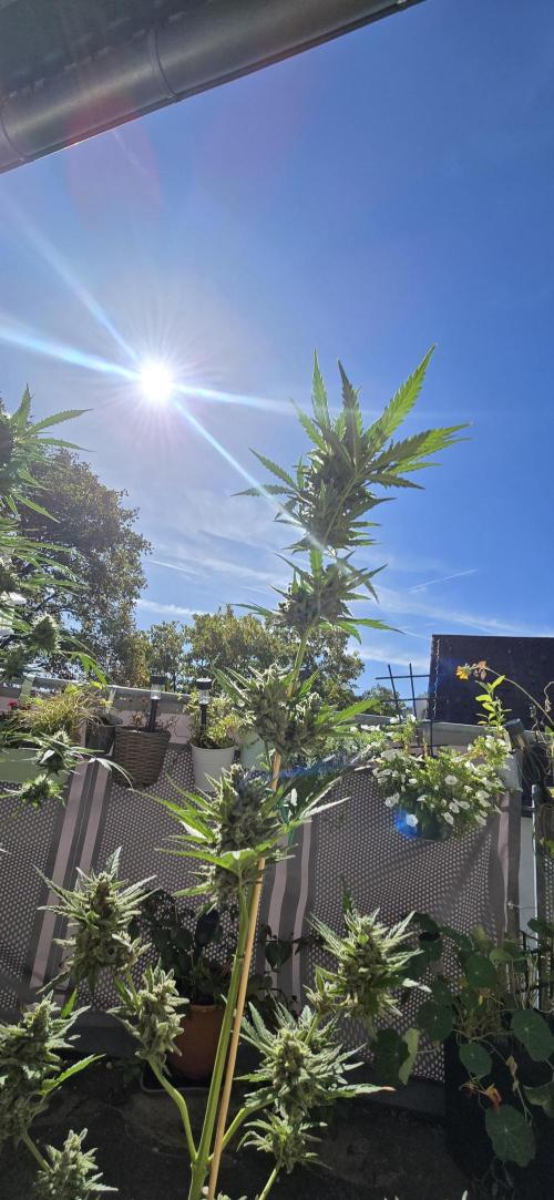 Original Cheese Auto FastBuds. Week 11