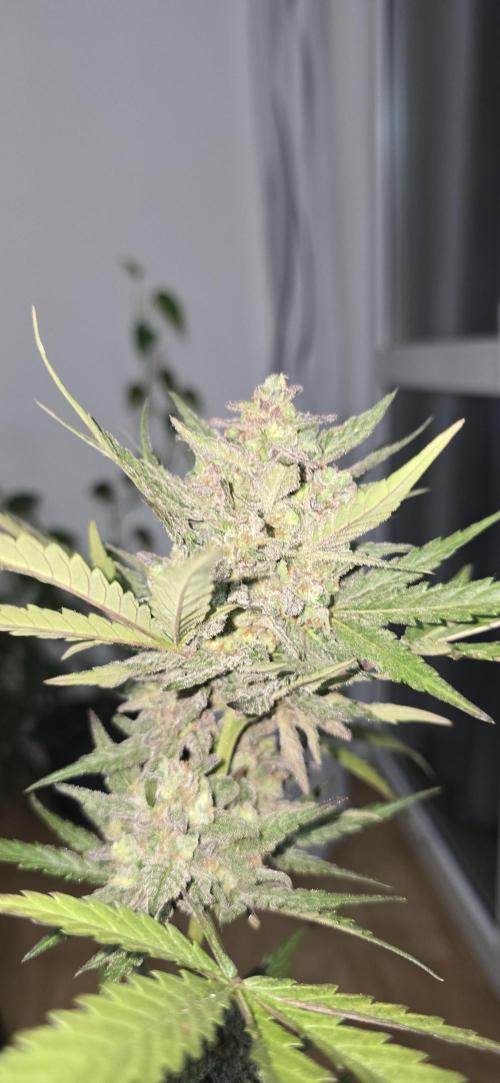 Original Cheese Auto FastBuds. Week 11