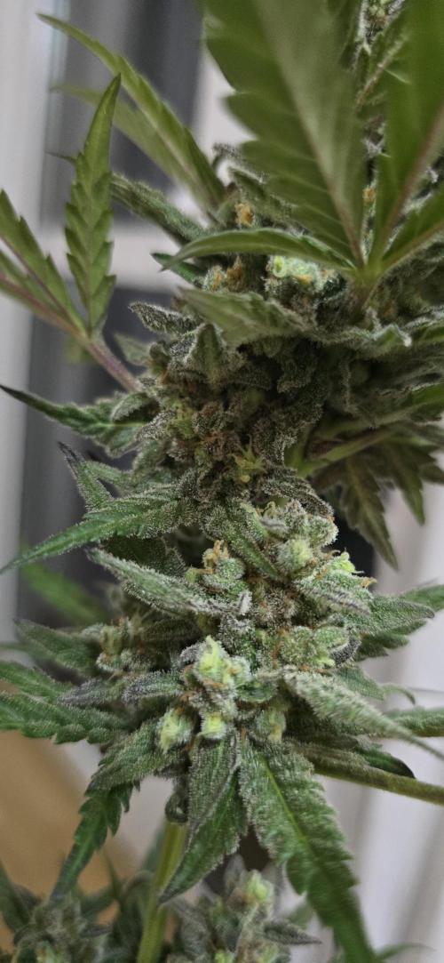Original Cheese Auto FastBuds. Week 11