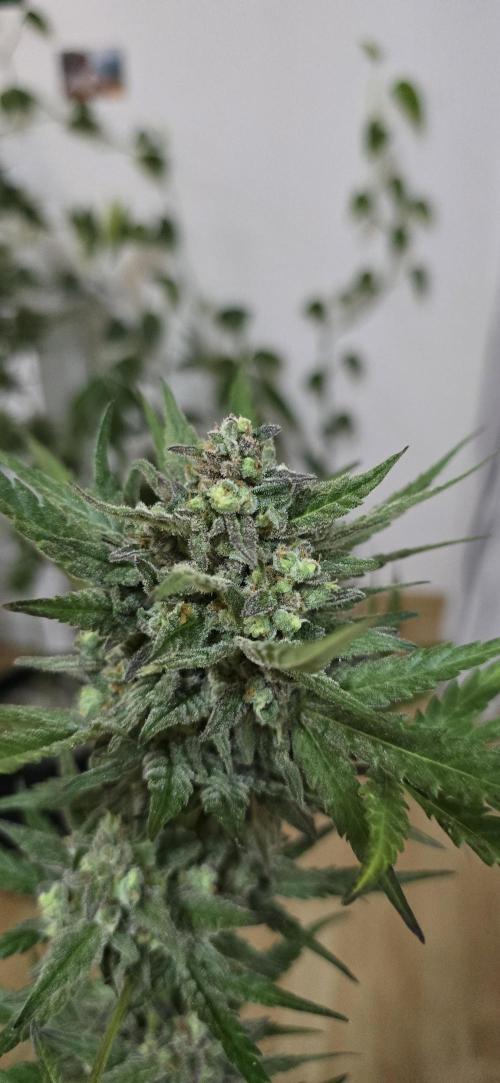 Original Cheese Auto FastBuds. Week 11