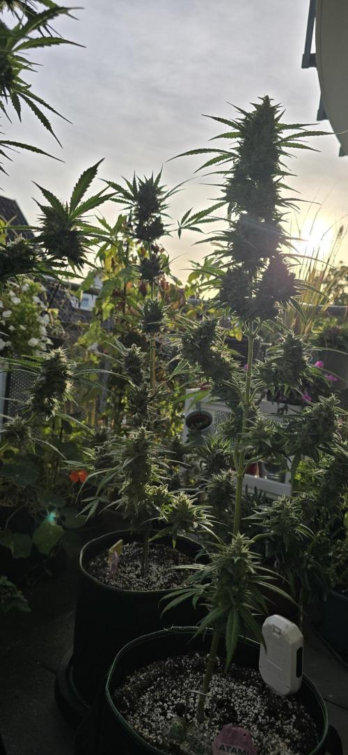 Fast Buds - Cheese Auto by Dolle420
