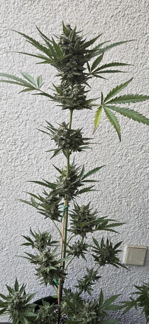 Original Cheese Auto FastBuds. Week 12