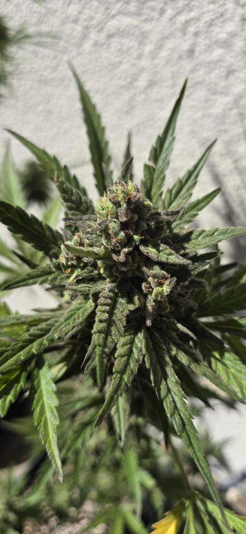Original Cheese Auto FastBuds. Week 12