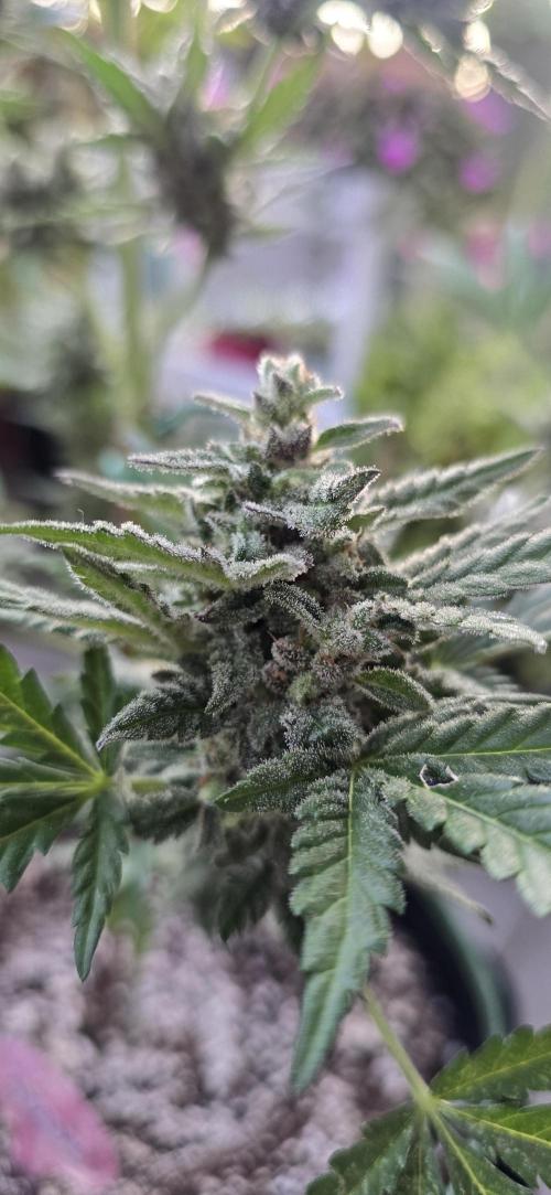 Original Cheese Auto FastBuds. Week 12