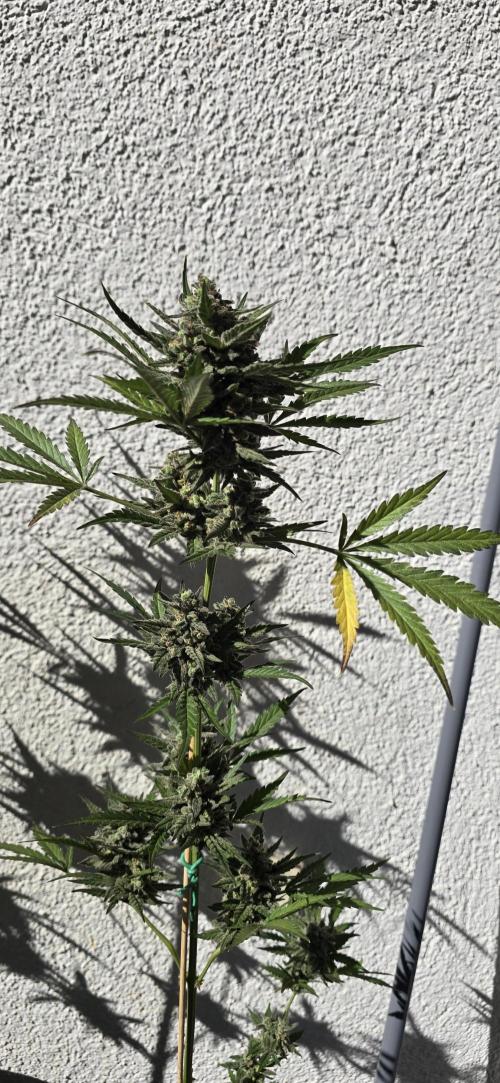 Original Cheese Auto FastBuds. Week 12