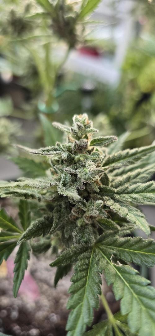 Original Cheese Auto FastBuds. Week 12