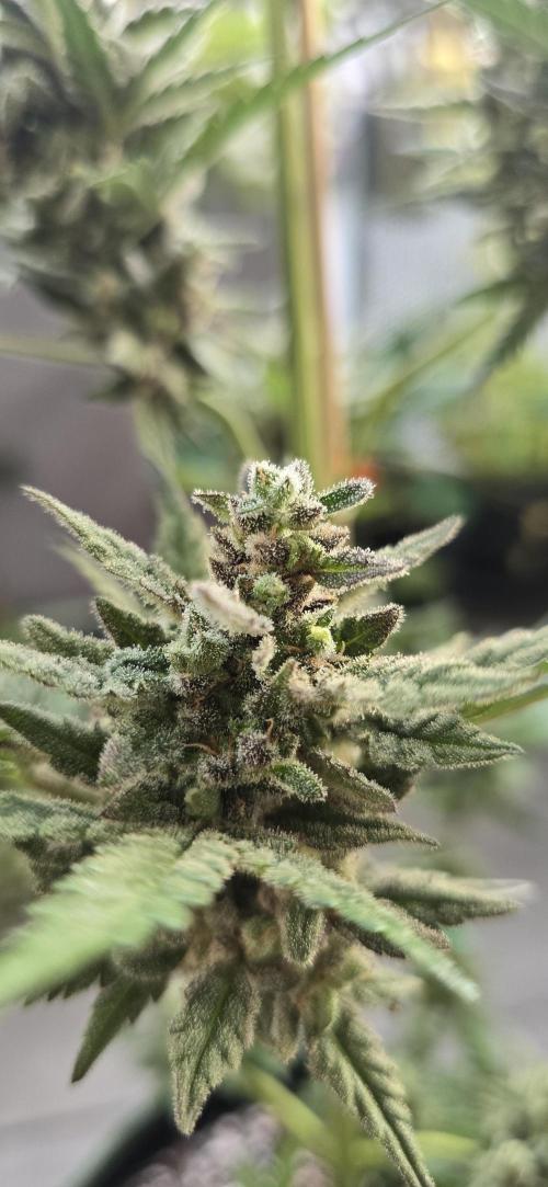 Original Cheese Auto FastBuds. Week 12
