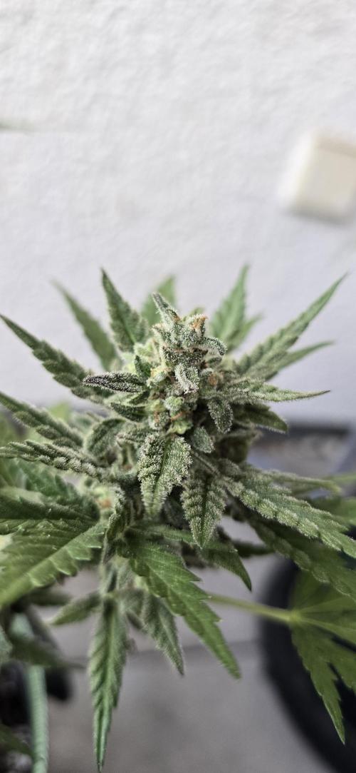 Original Cheese Auto FastBuds. Week 12