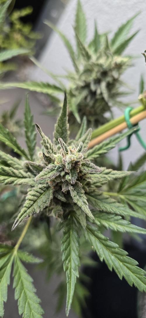 Original Cheese Auto FastBuds. Week 12