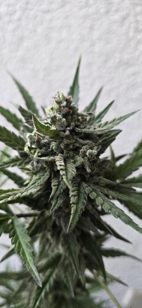 Original Cheese Auto FastBuds. Week 12