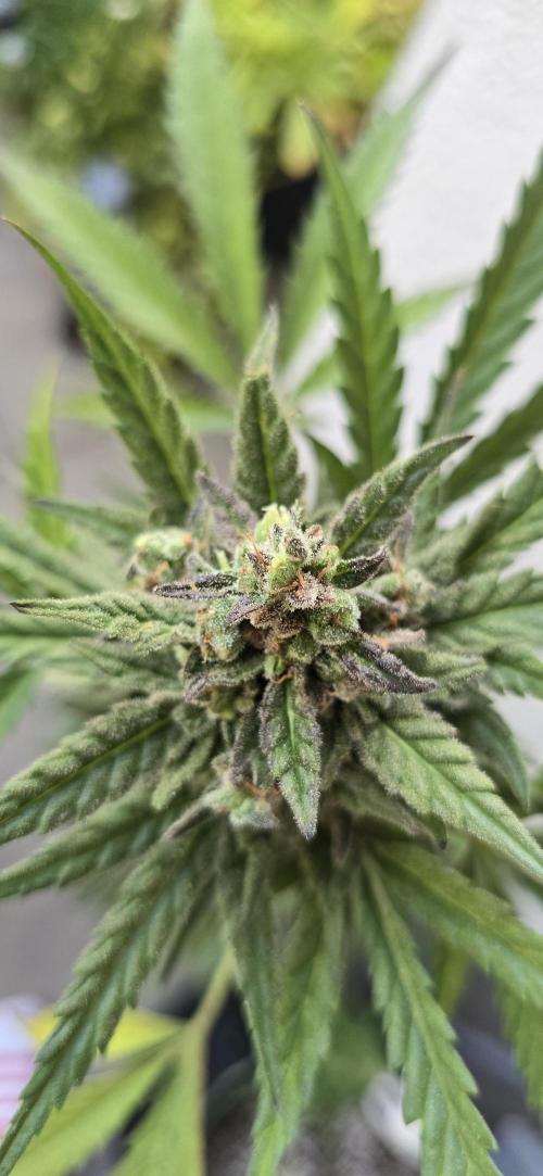 Original Cheese Auto FastBuds. Week 12