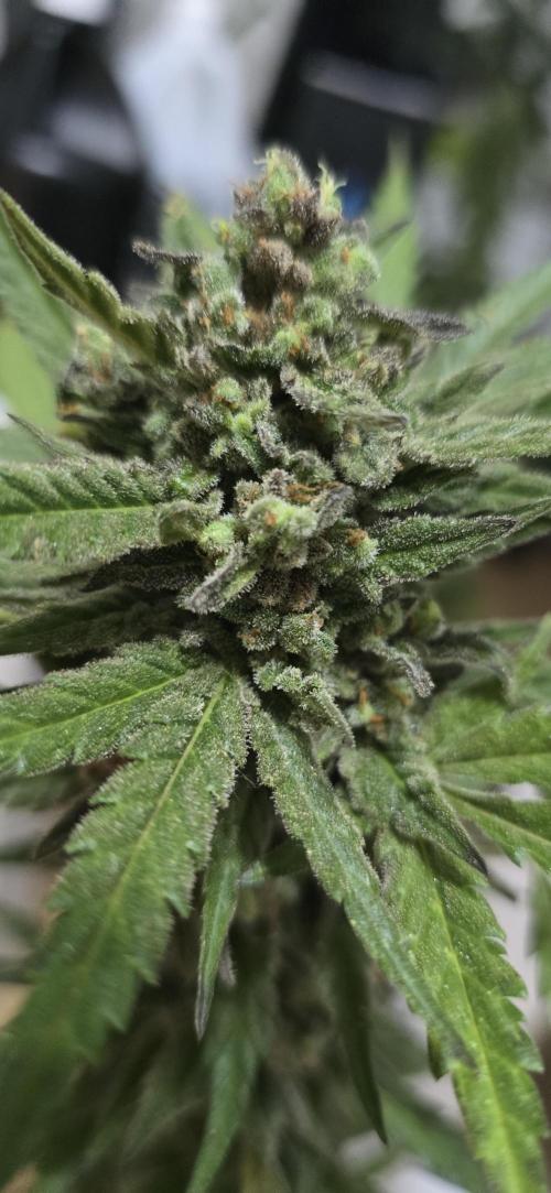 Original Cheese Auto FastBuds. Week 12