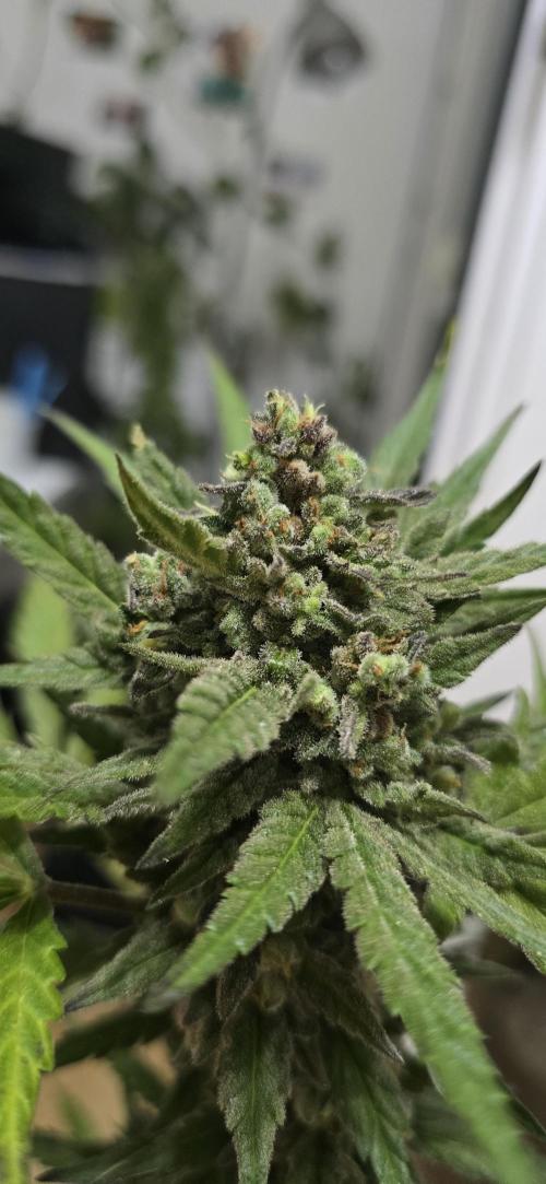 Original Cheese Auto FastBuds. Week 12