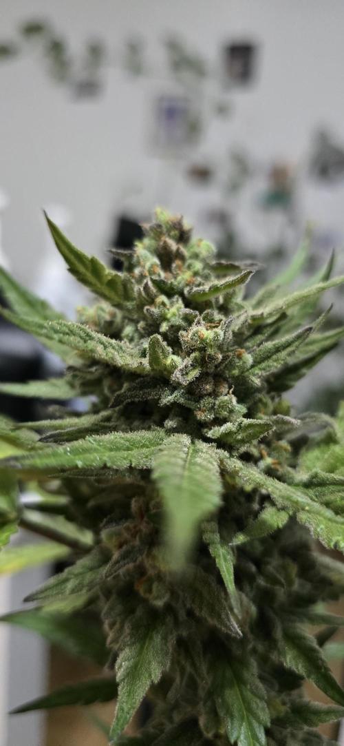 Original Cheese Auto FastBuds. Week 12