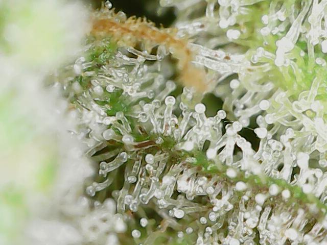 Original Cheese Auto FastBuds. Week 12